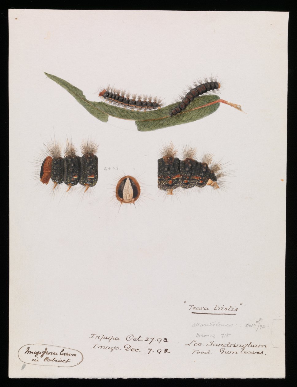 Raupe, Epicoma contristis, Teara tristis von Arthur Bartholomew
