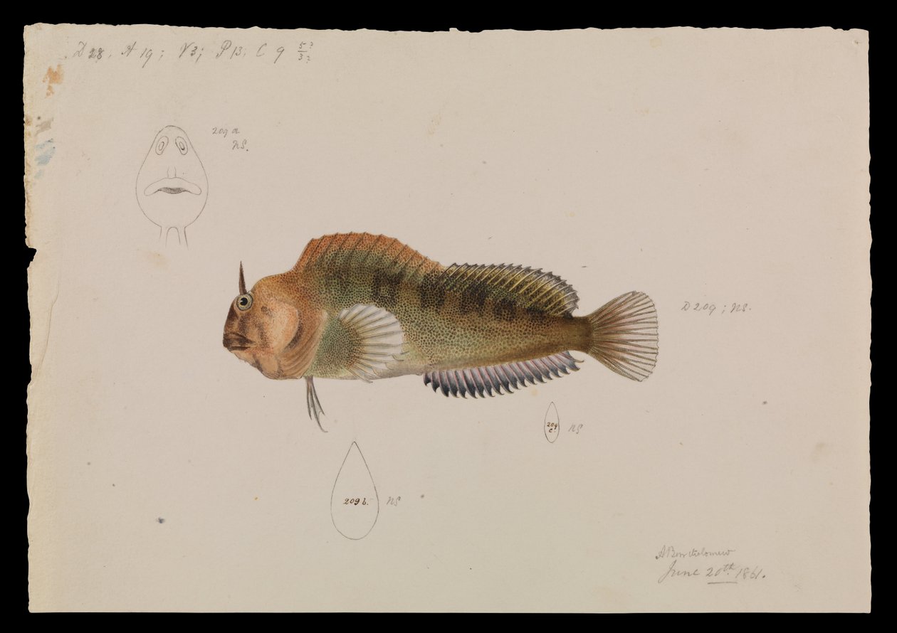 Tasmanischer Schleimfisch, Parablennius tasmanianus von Arthur Bartholomew