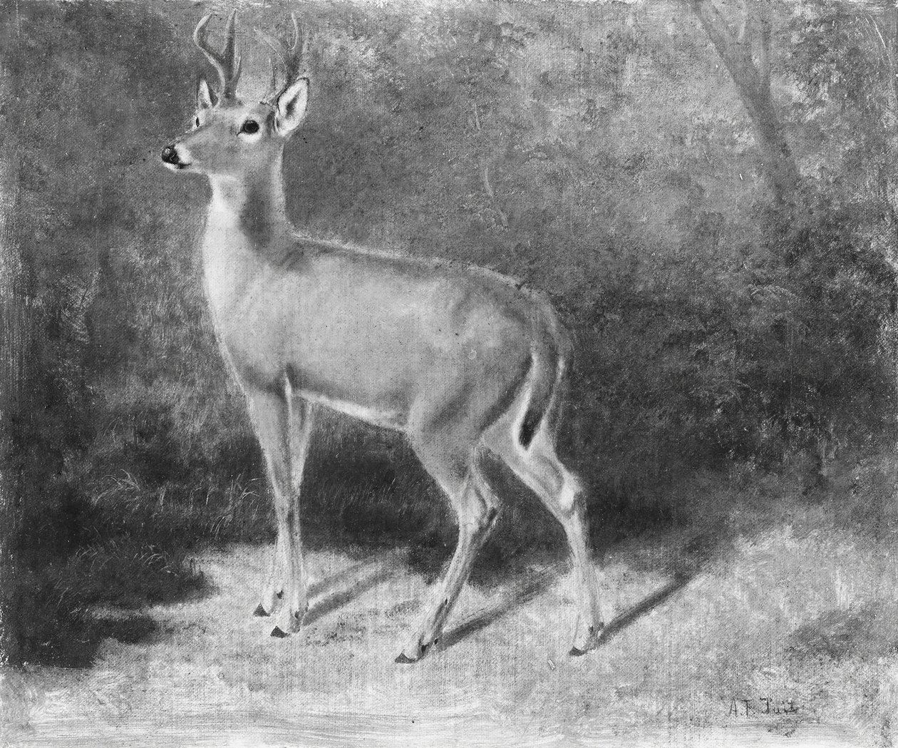 Hirschskizze aus der Natur von Arthur Fitzwilliam Tait