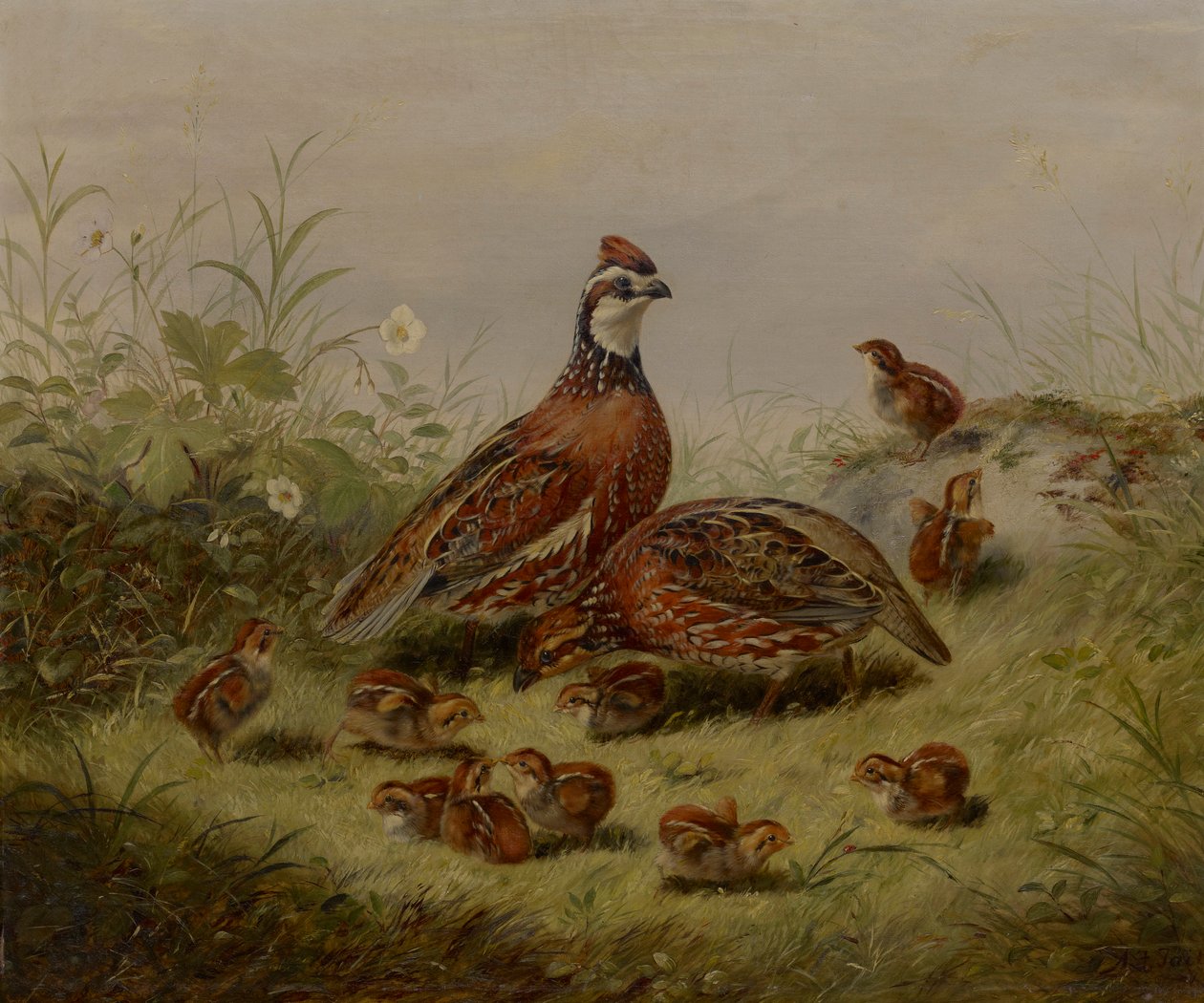 Wachtel und Junge von Arthur Fitzwilliam Tait