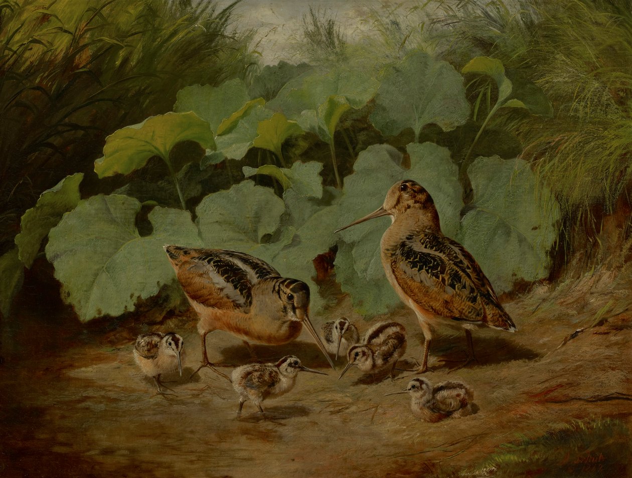 Waldschnepfe und Jungvögel von Arthur Fitzwilliam Tait