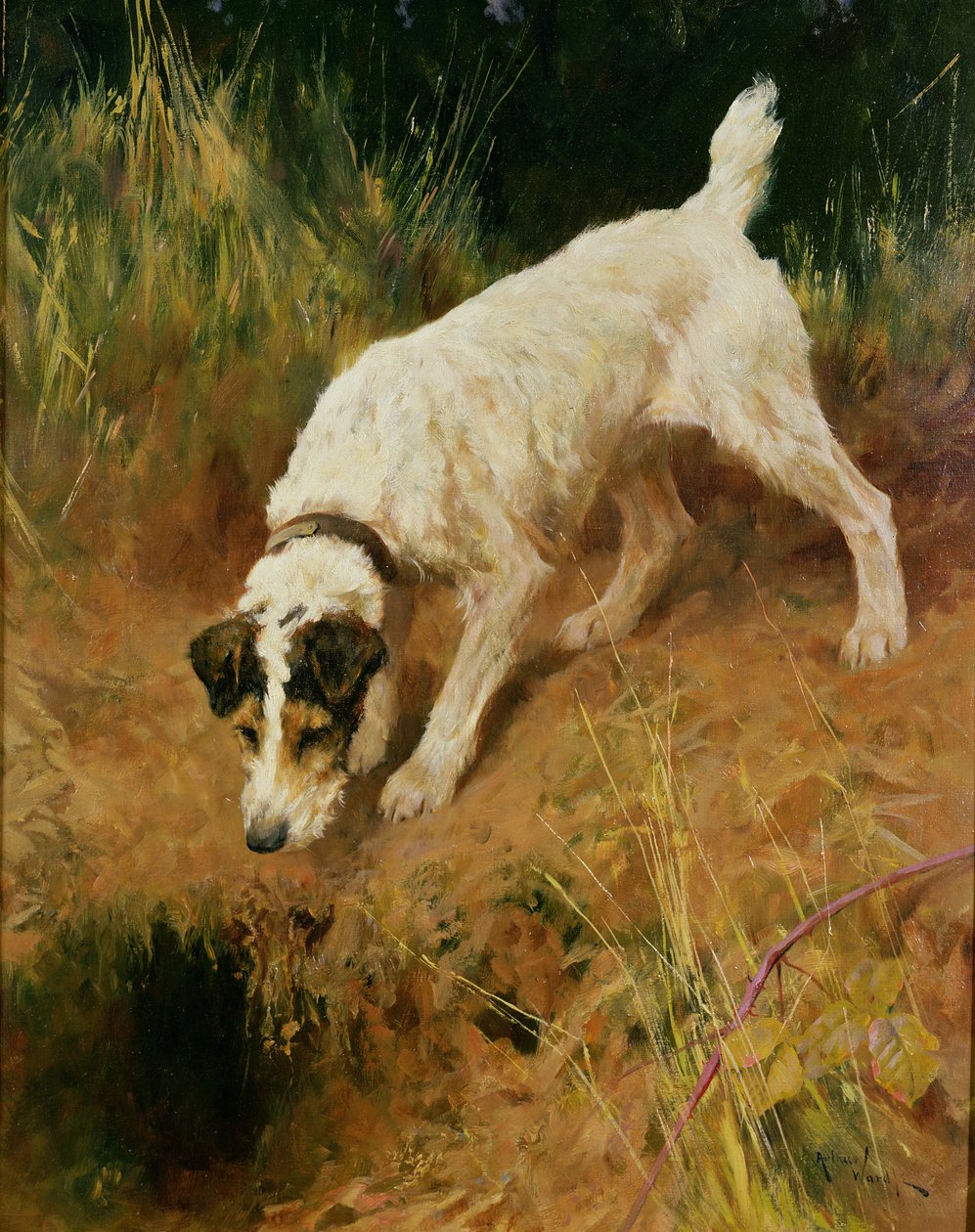 Foxterrier von Arthur Wardle