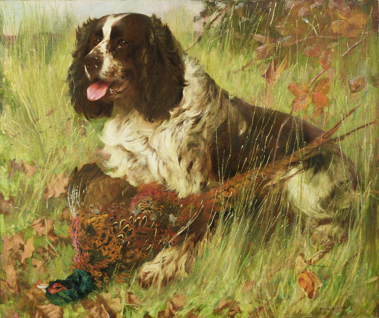 Springer Spaniel mit Fasan von Arthur Wardle