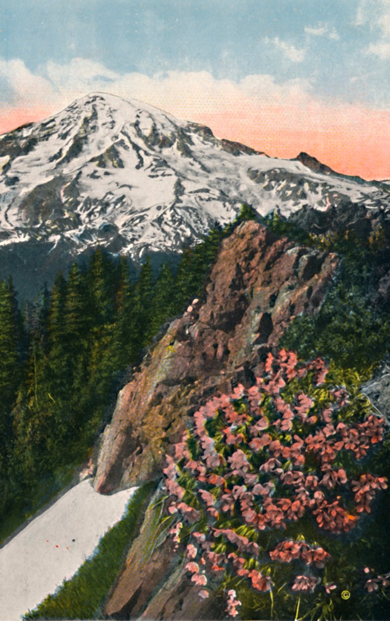 Die Primel auf dem Mount Rainier, ca. 1916 von Asahel Curtis