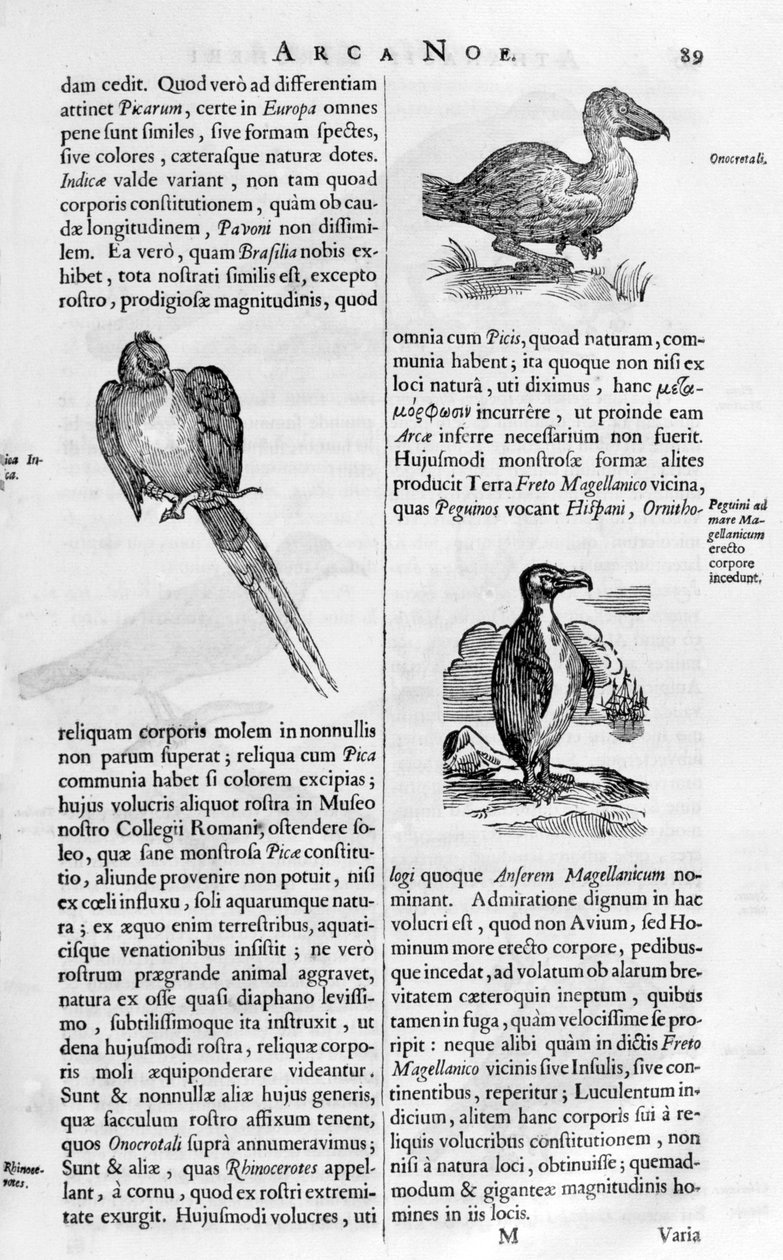 Vögel, 1675 von Athanasius Kircher