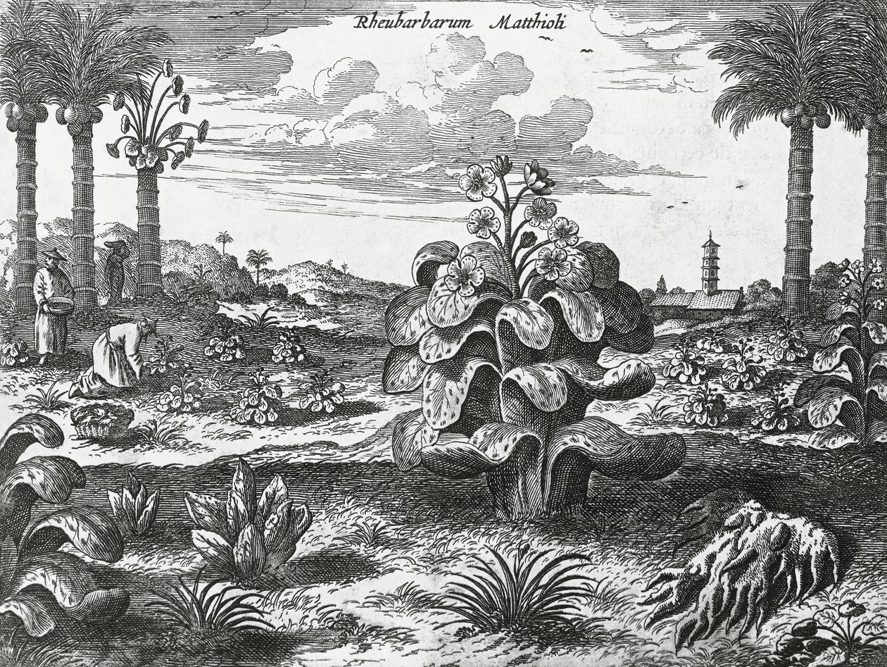 Rhabarberpflanze, Gravur aus China Denkmäler von Athanasius Kircher