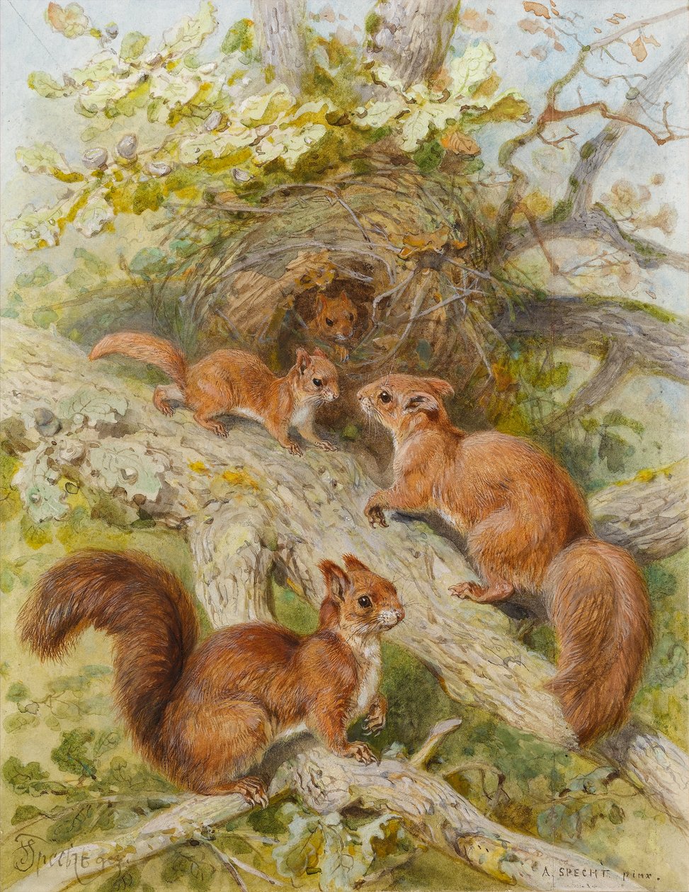 Rote Eichhörnchen von August Specht