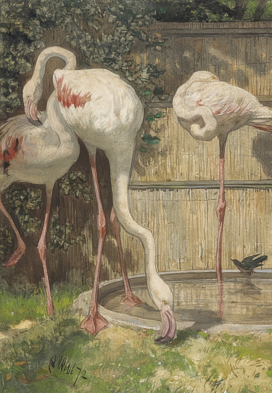 Drei Flamingos an einem Wasserbecken von August Allebe