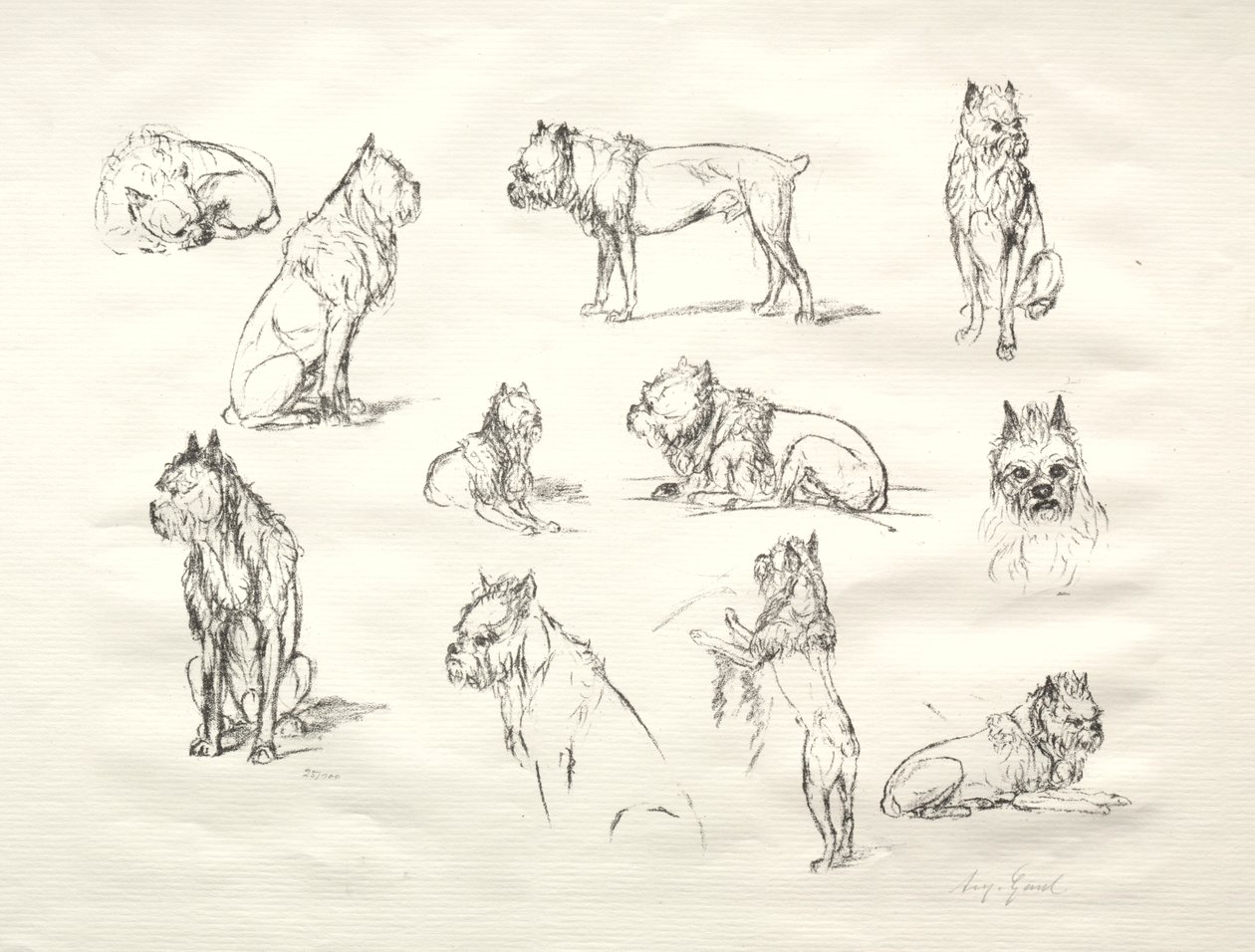 Studie von Hunden von August Gaul