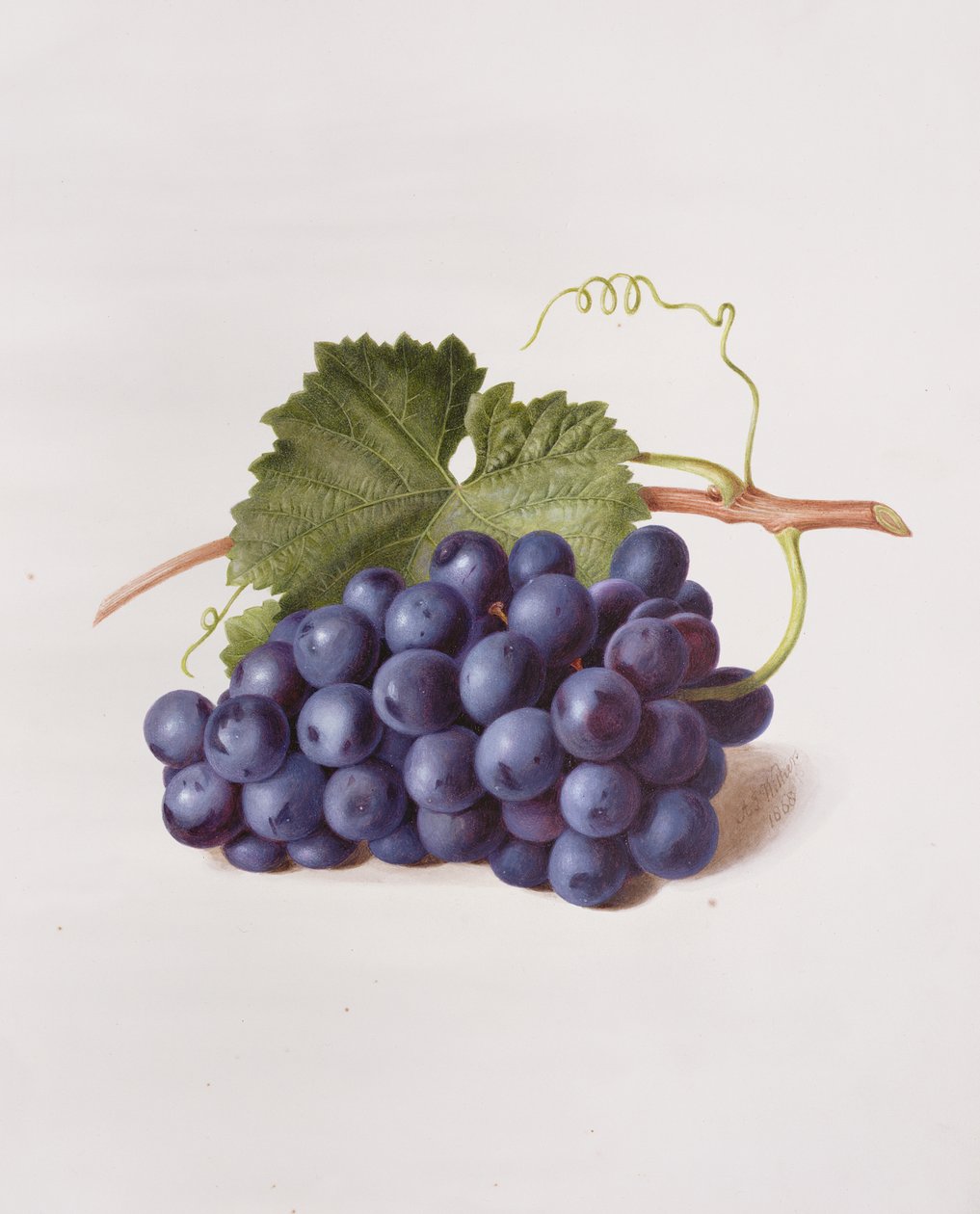 Frucht des Weinstocks, 1868 von Augusta Innes Withers