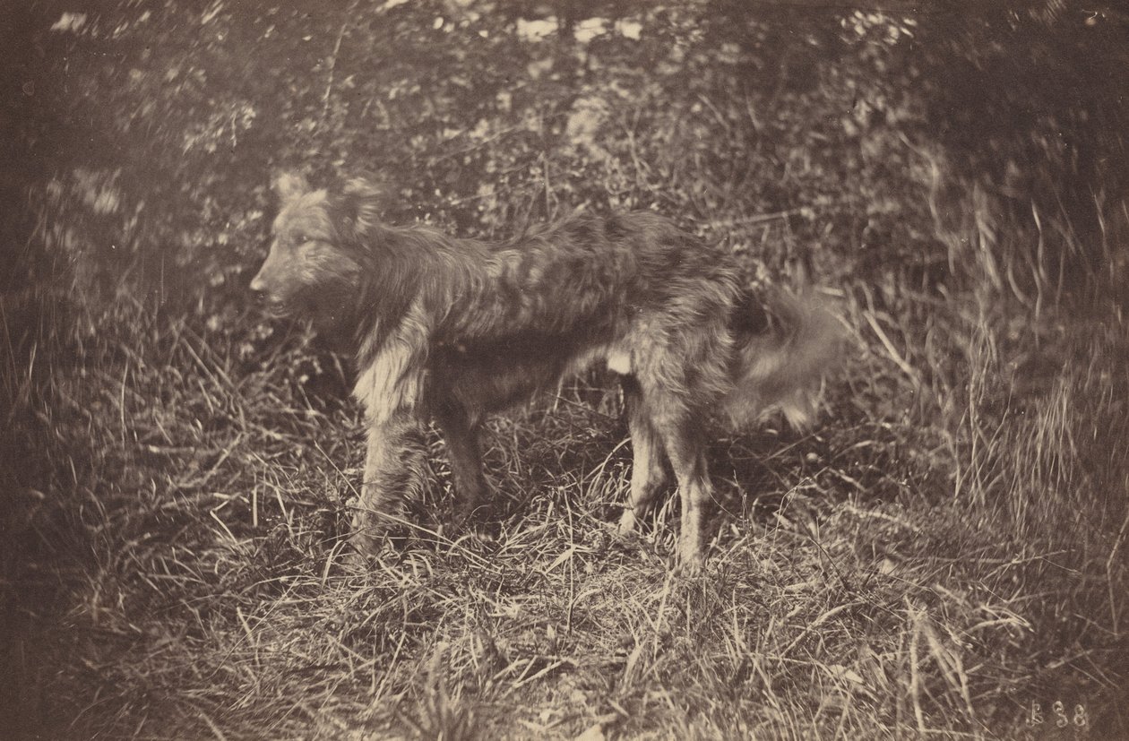 Studie eines Hundes, späte 1870er von Auguste Giraudon