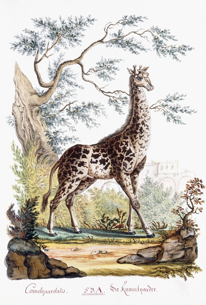 Giraffe, 1794 von Austrian School