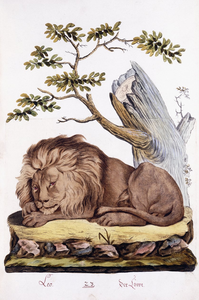 Löwe, 1794 von Austrian School