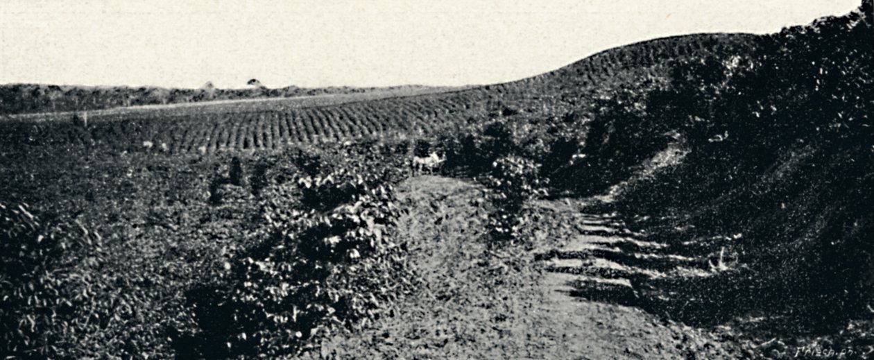 Cafezal, 1895 von Axel Frick