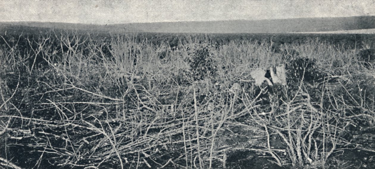 Plantacao de Mandioca, 1895 von Axel Frick