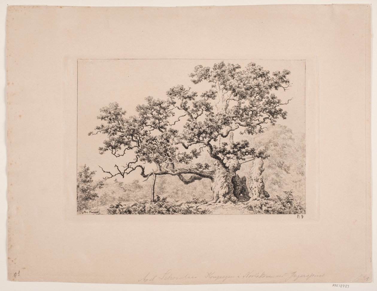 Die Königseiche von Axel Schovelin