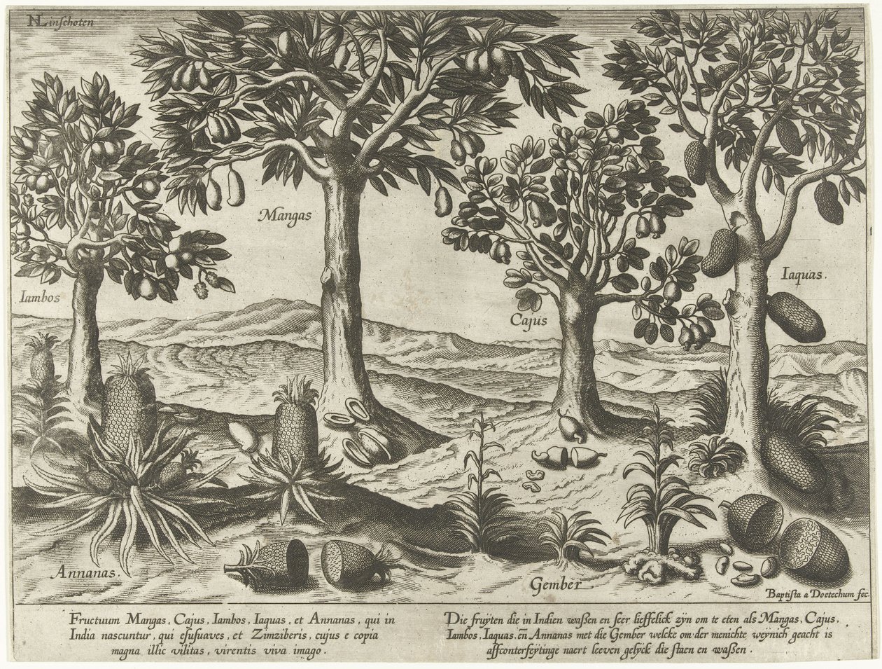 Obstbäume und -sträucher aus Ostindien von Baptista van Doetechum