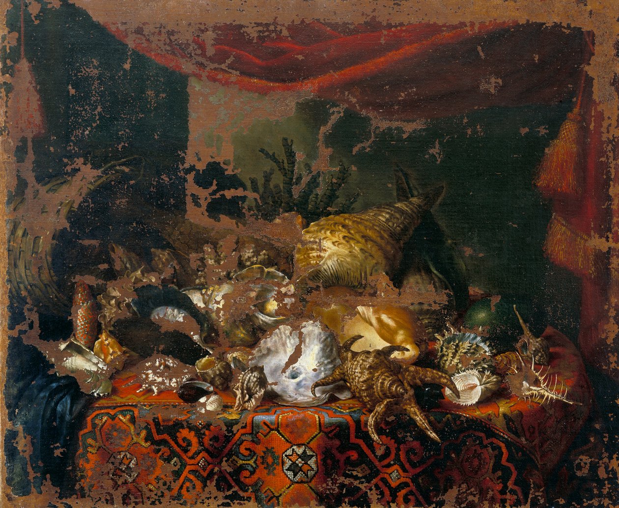 Muscheln von Bartolomeo Bimbi