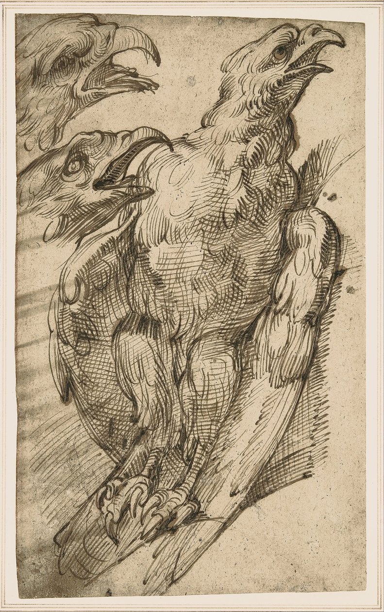 Studie eines Adlers von Bartolomeo Passarotti