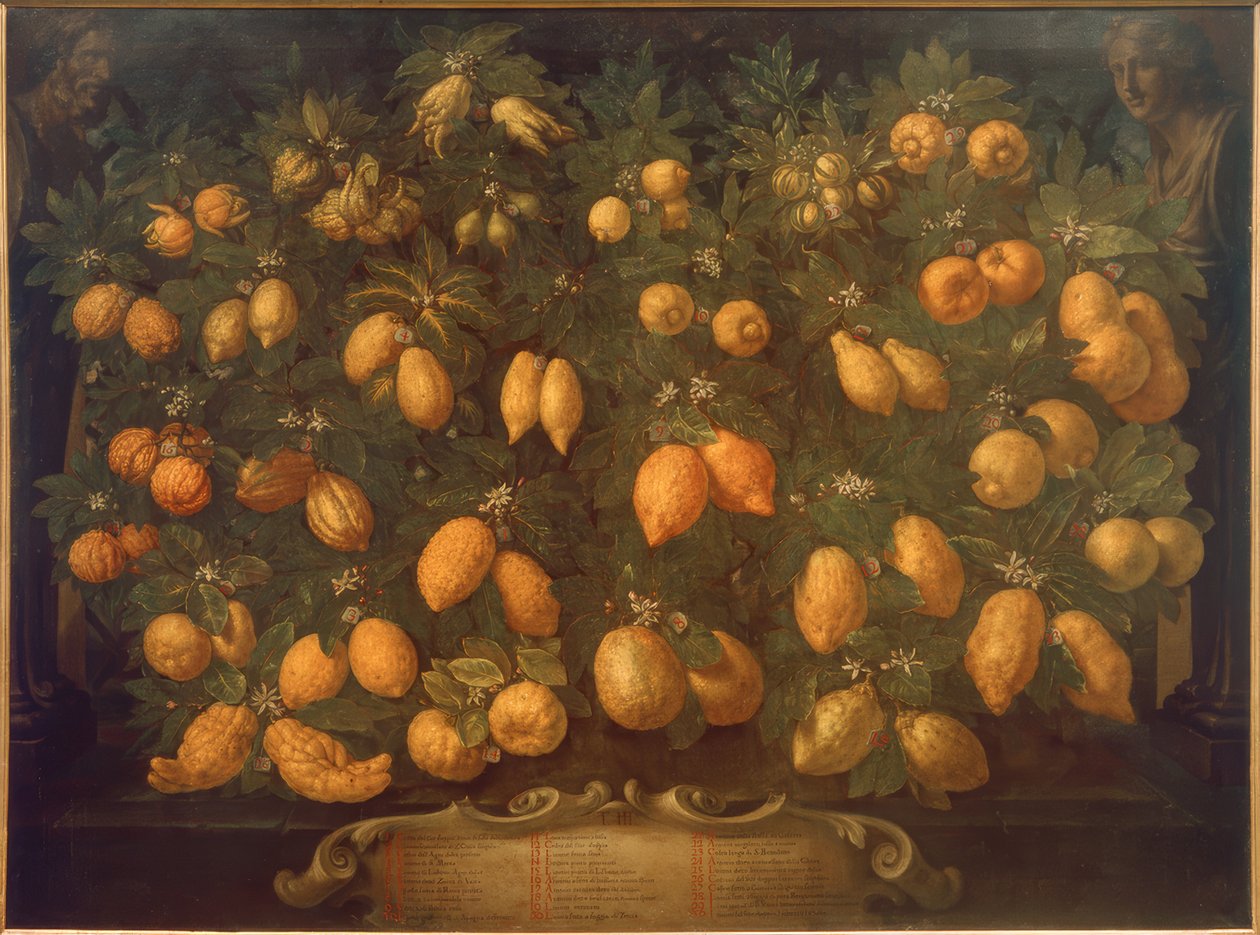 Zitrusfrüchte von Bartolomeo Bimbi