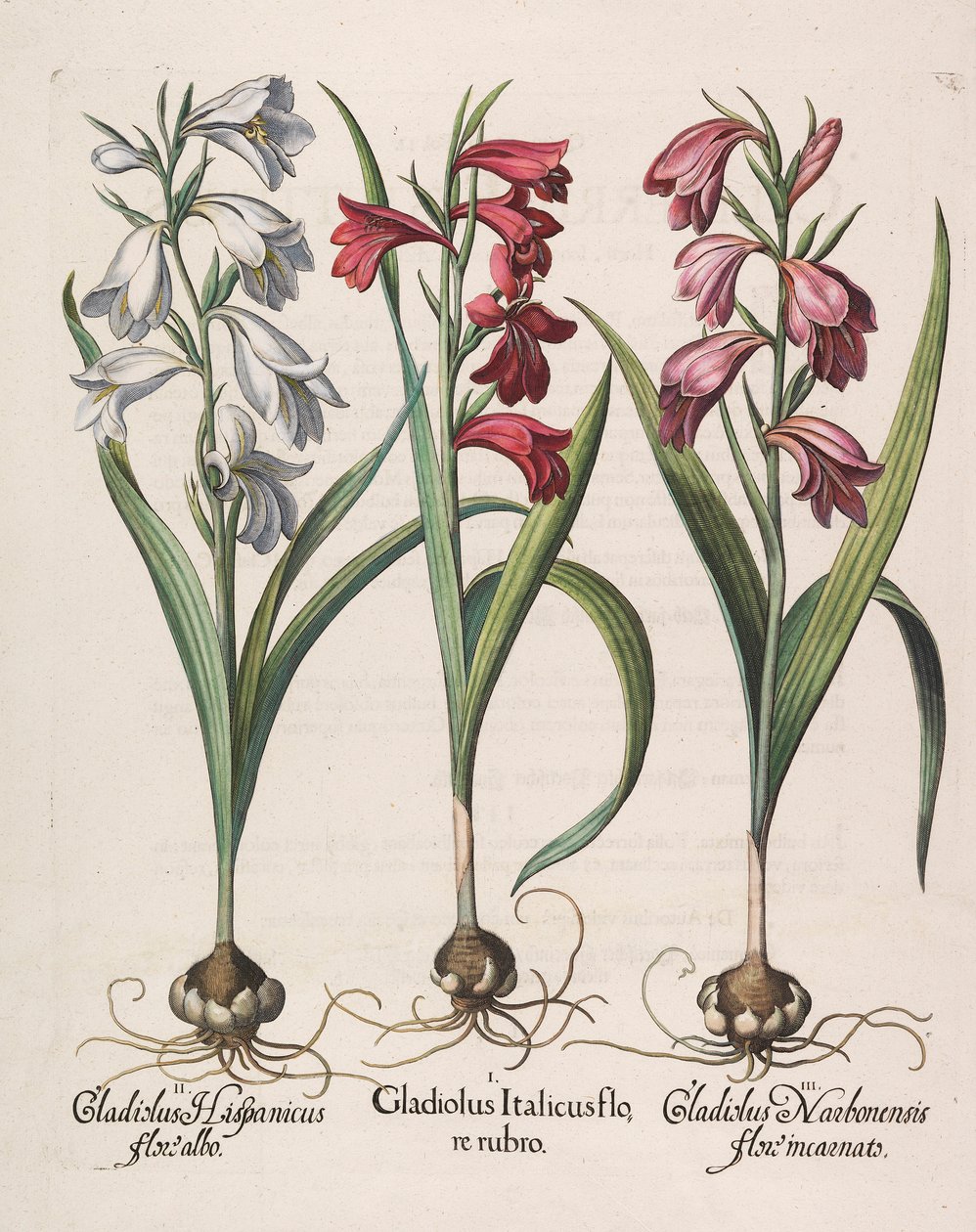 Gladiolus italicus flore rubro, 1613 von Basilius Besler