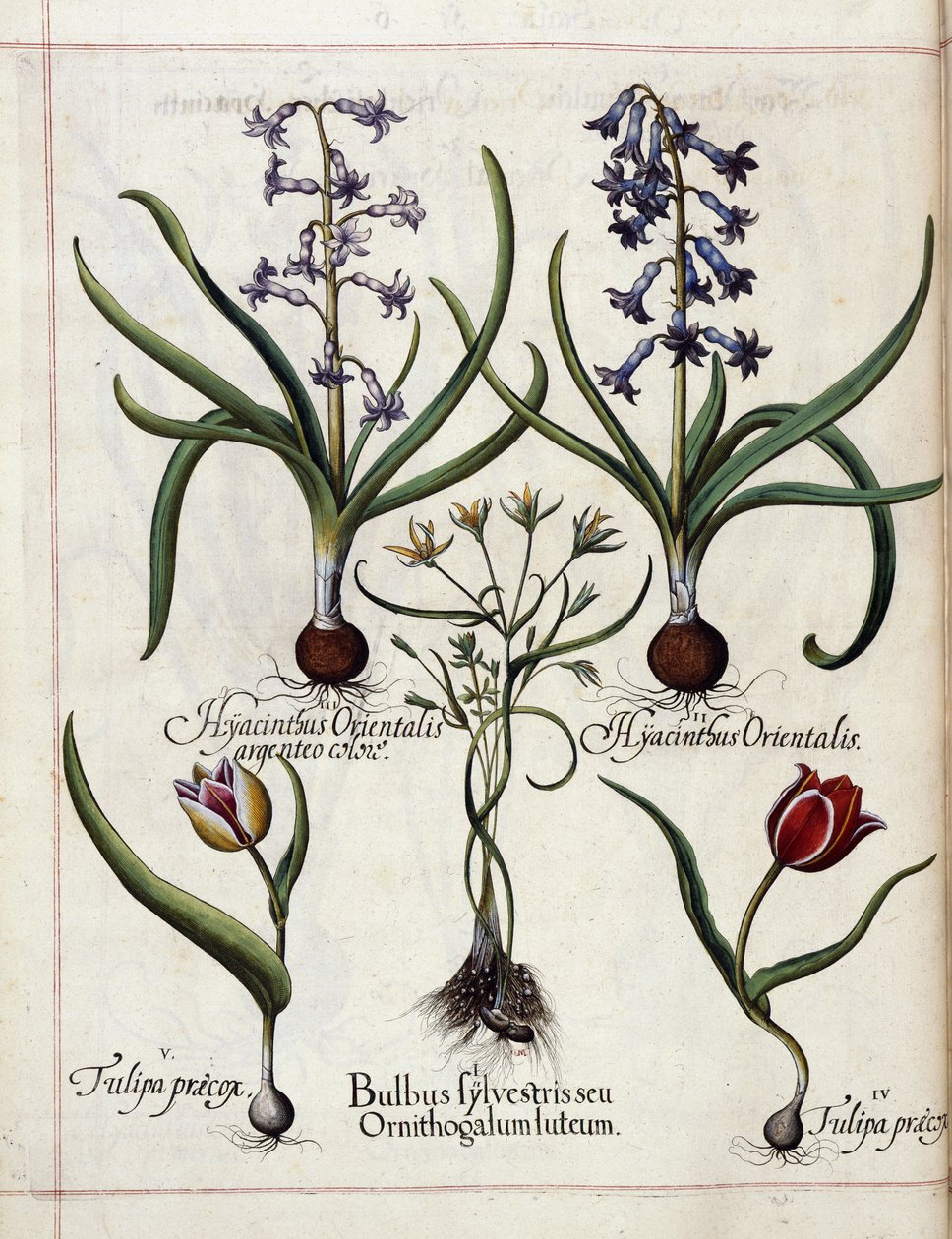 Hyazinthe und Tulpe, aus 