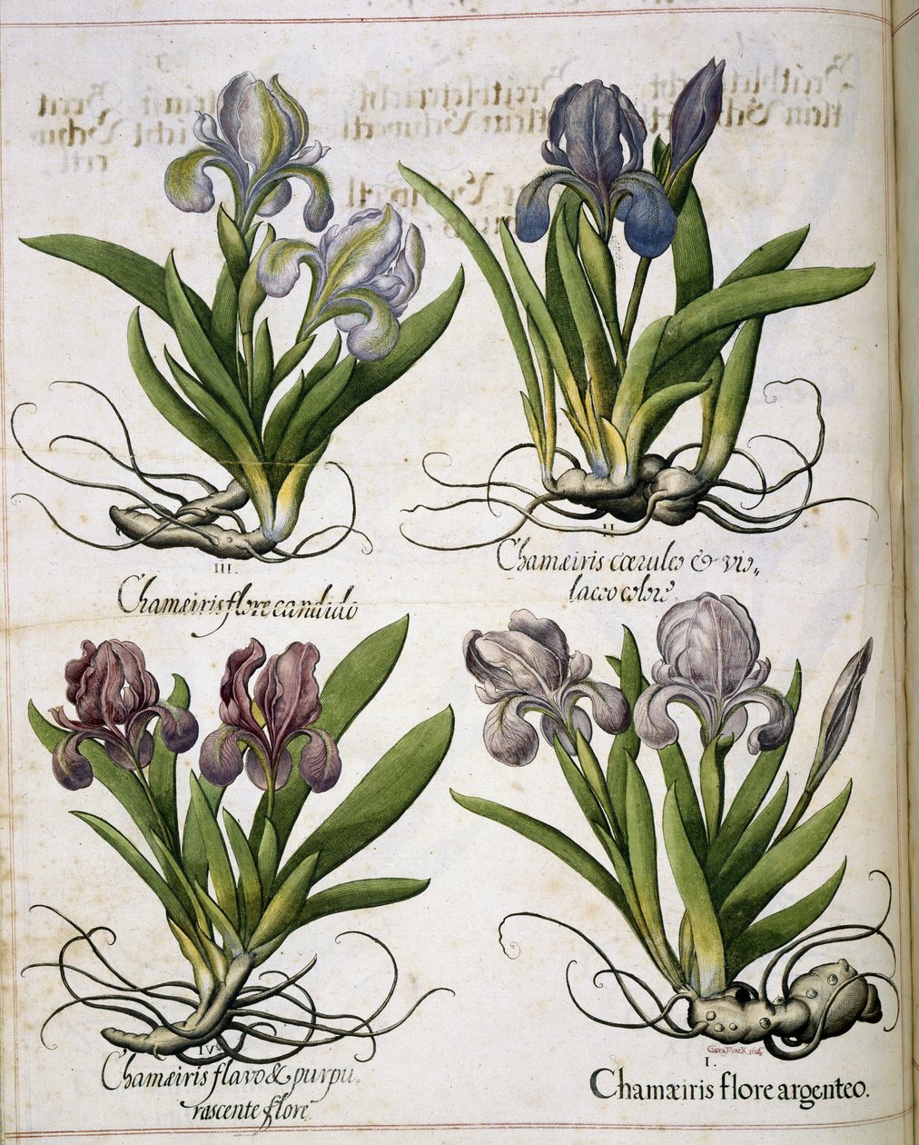 Iris, aus 