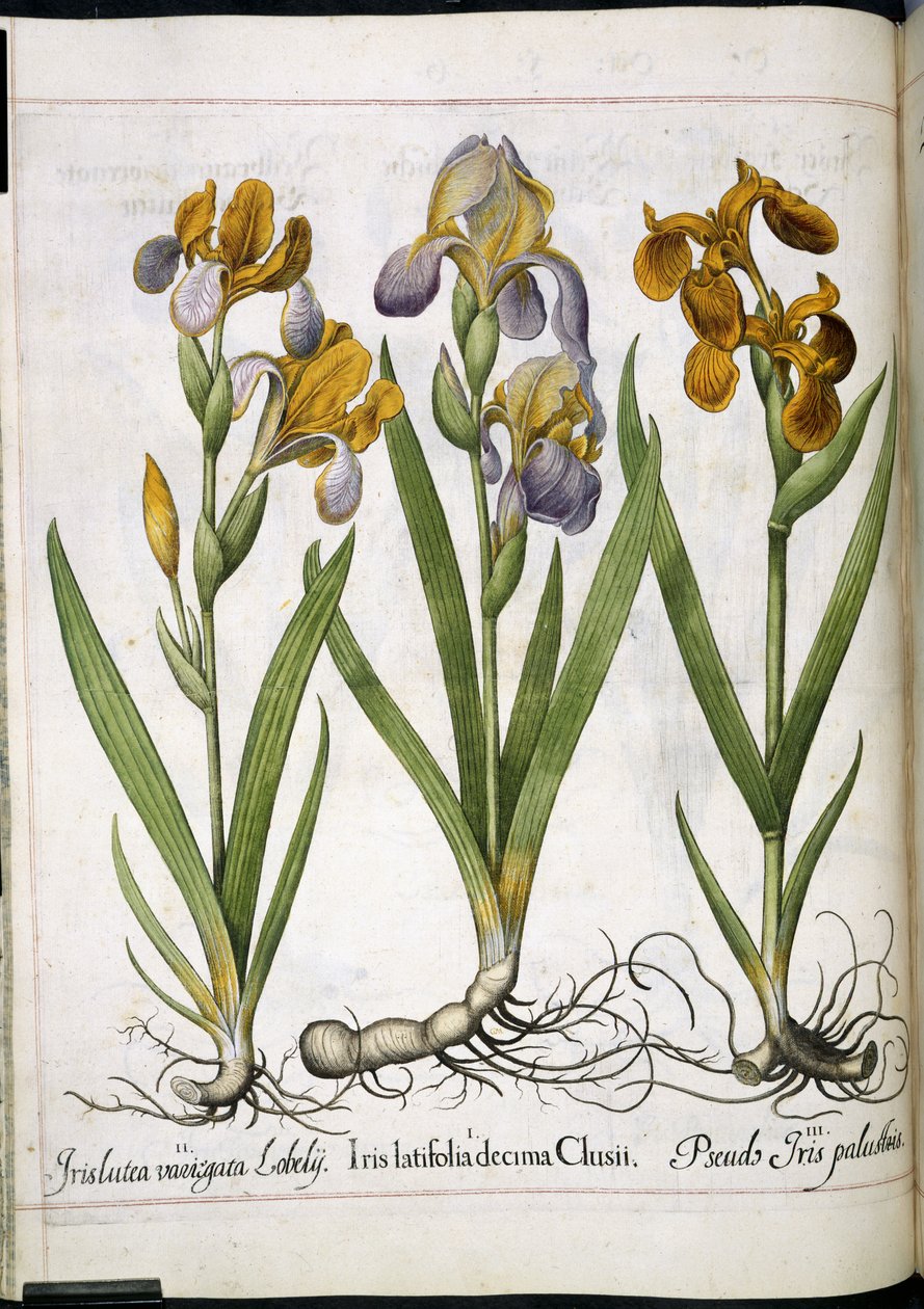 Iris, aus 