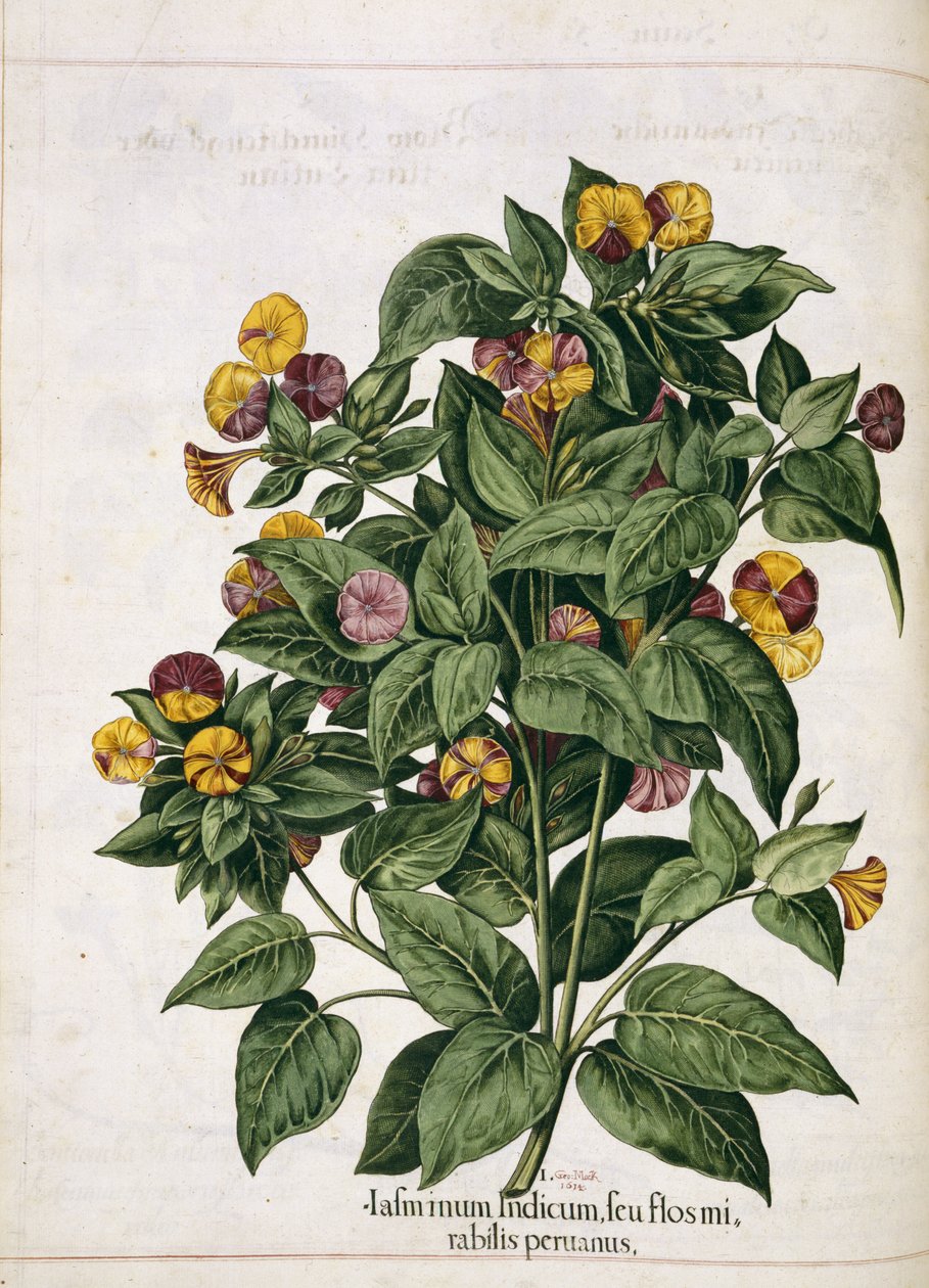 Jasmin, aus 