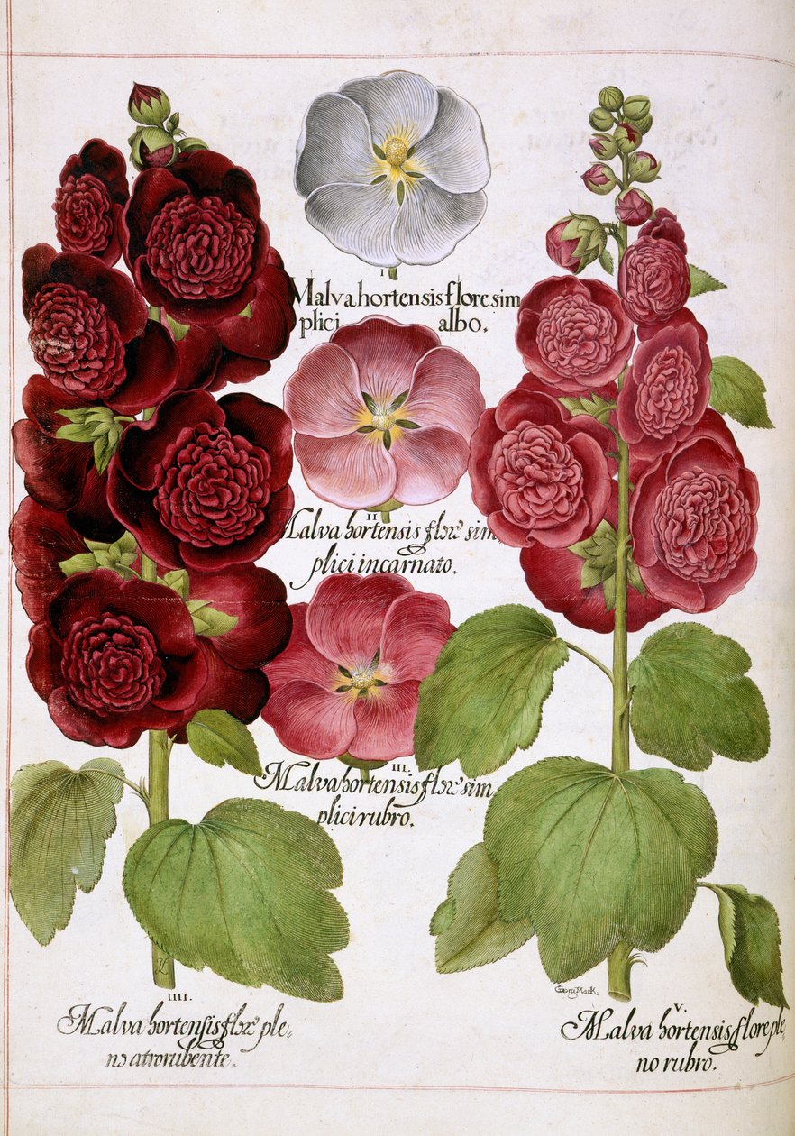 Malva Hortensis, aus 