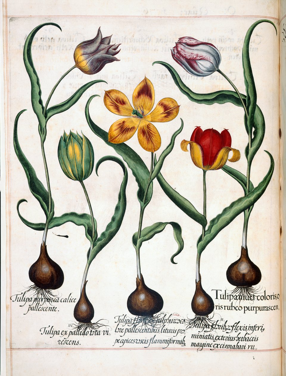 Tulpe, aus 