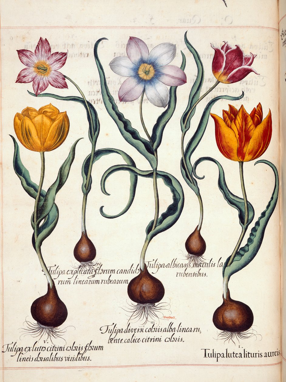 Tulpen, aus 