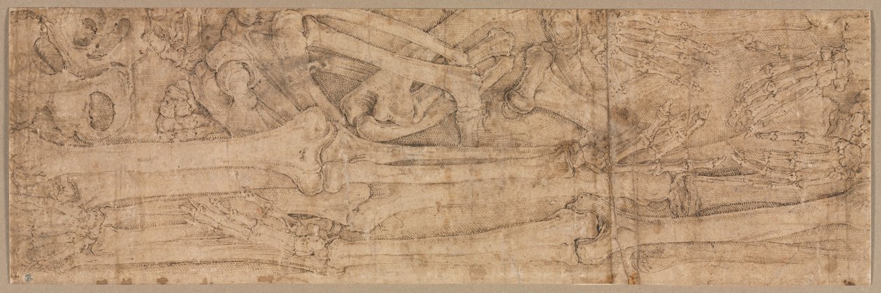 Armknochen, frühe 1540er von Battista Franco