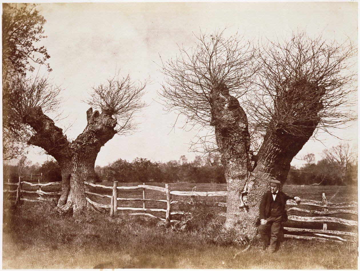 Ein Heckenbaum, 1852 von Benjamin Brecknell Turner