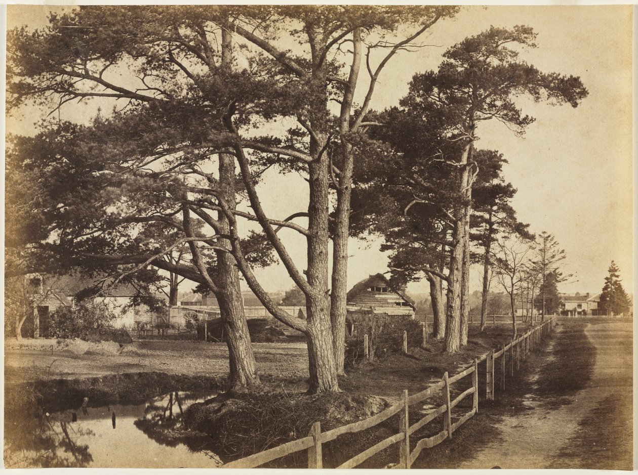 Schottische Kiefern, Hawkhurst, 1853 von Benjamin Brecknell Turner
