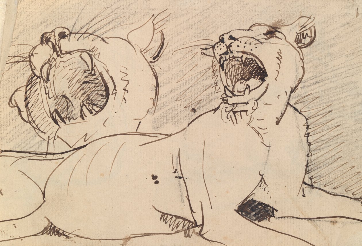 Studie einer Löwin von Benjamin Robert Haydon