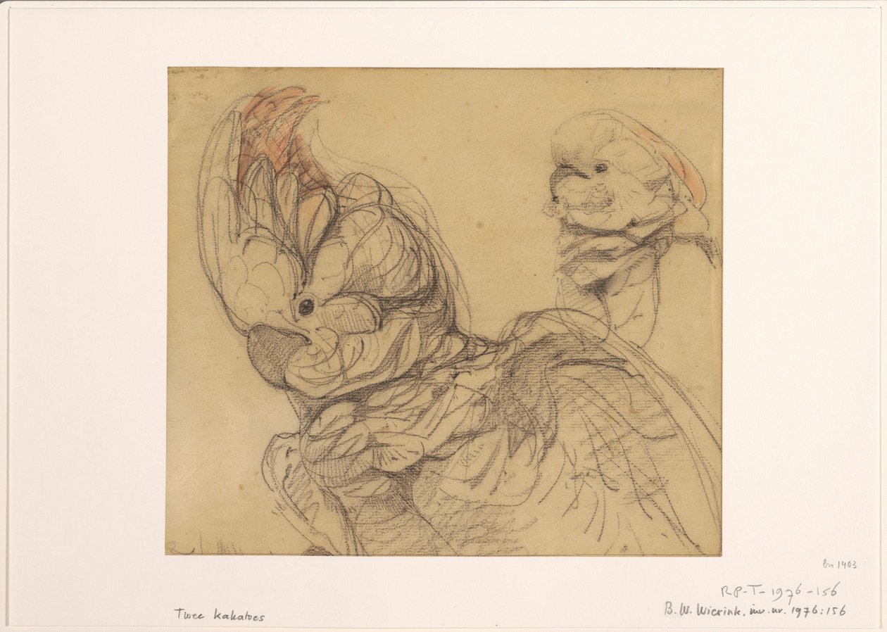 Zwei Kakadus, halbfigur von Bernard Willem Wierink