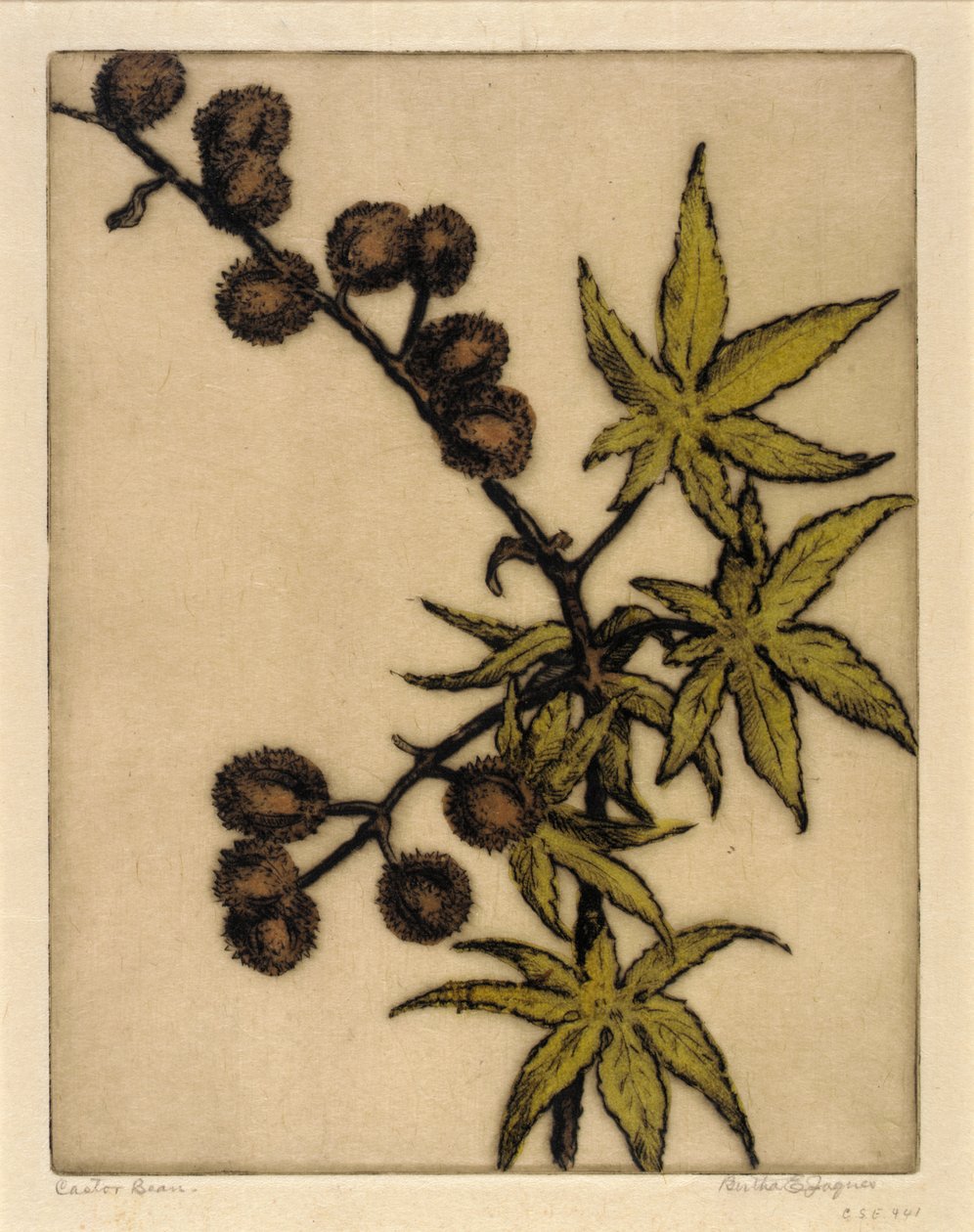 Rizinusbohne von Bertha E. Jaques