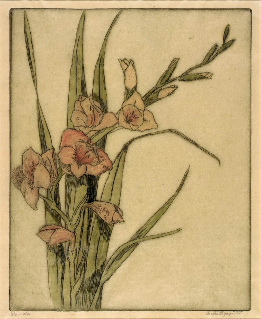 Gladiole von Bertha E. Jaques
