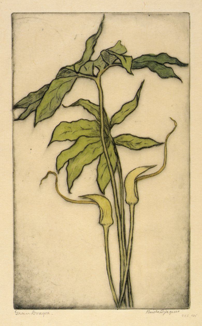 Grüner Drache von Bertha E. Jaques
