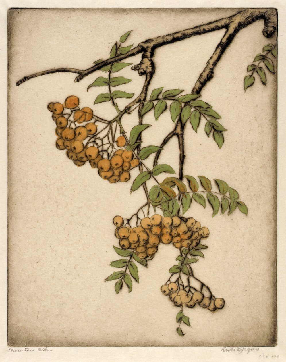 Eberesche von Bertha E. Jaques