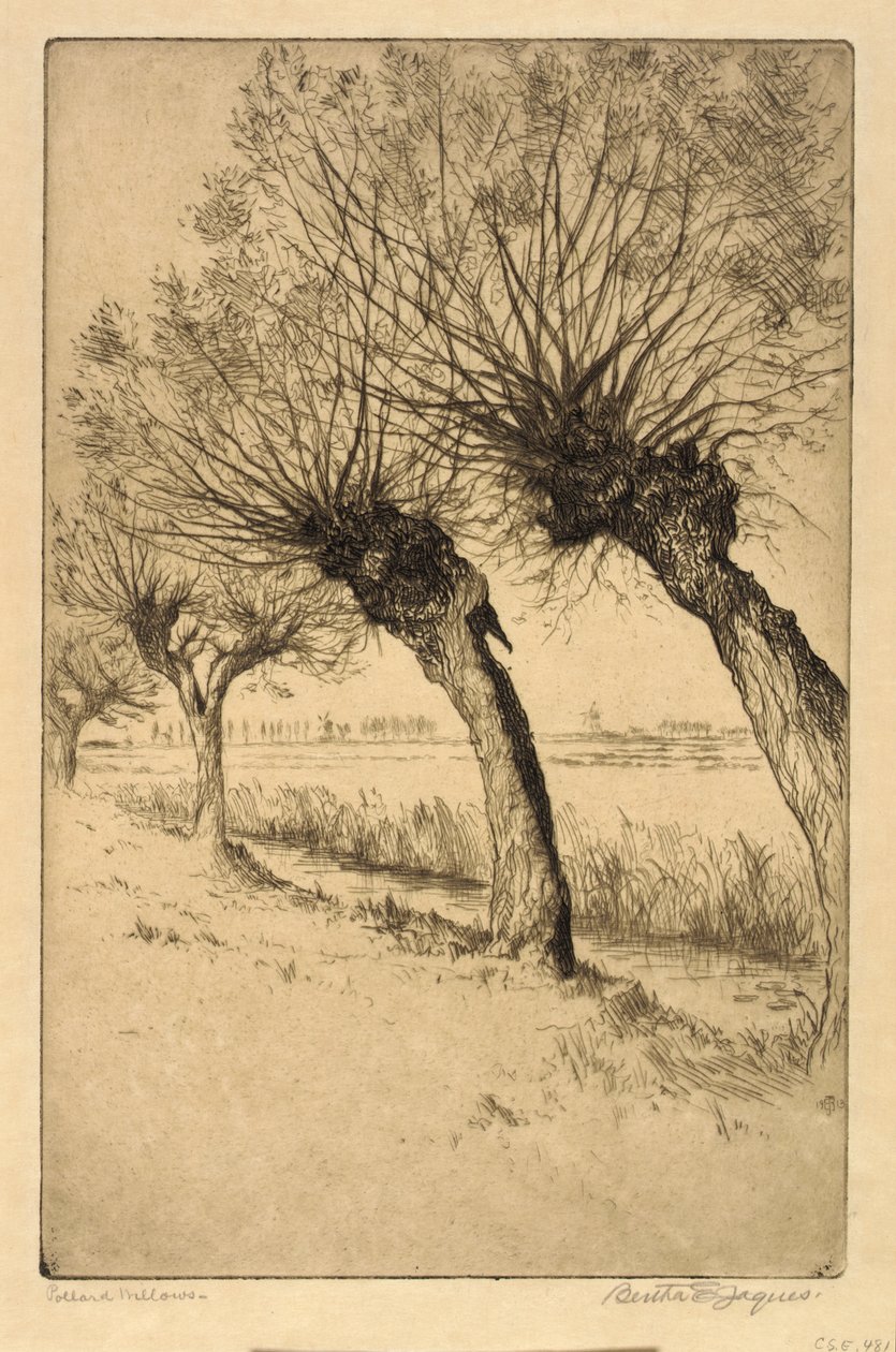 Kopfweiden, Rijsord, Holland von Bertha E. Jaques