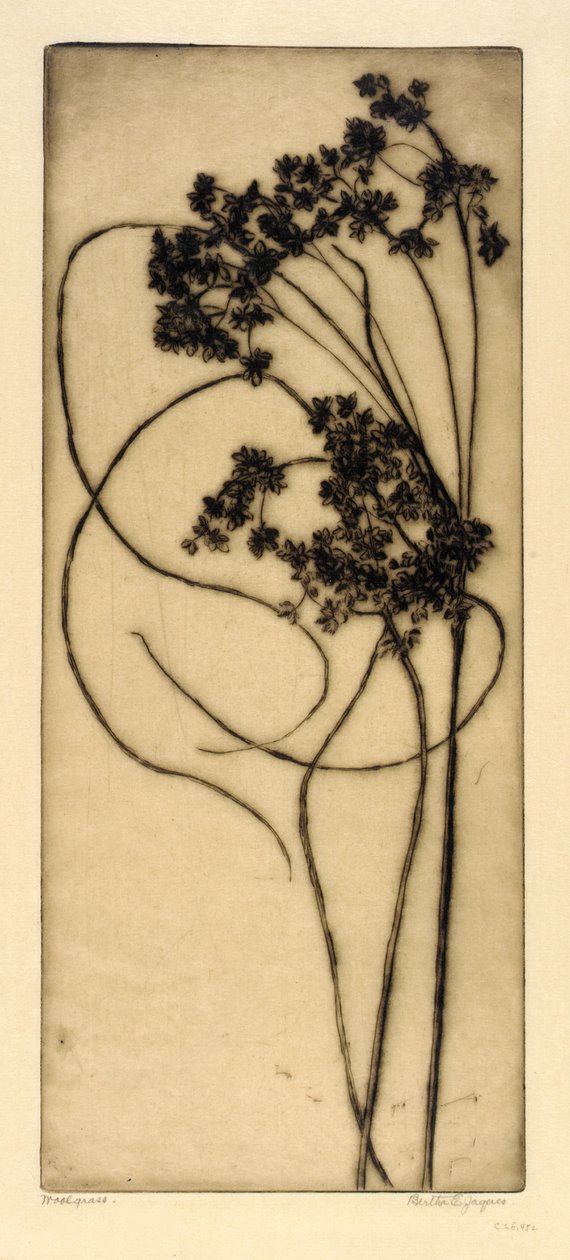 Wollgras von Bertha E. Jaques