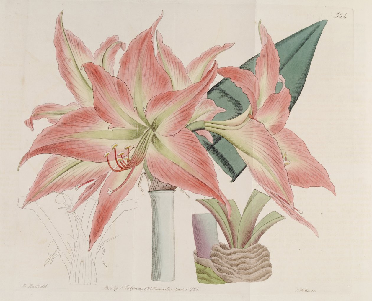 Hippeastrum striatum von Botanical Register
