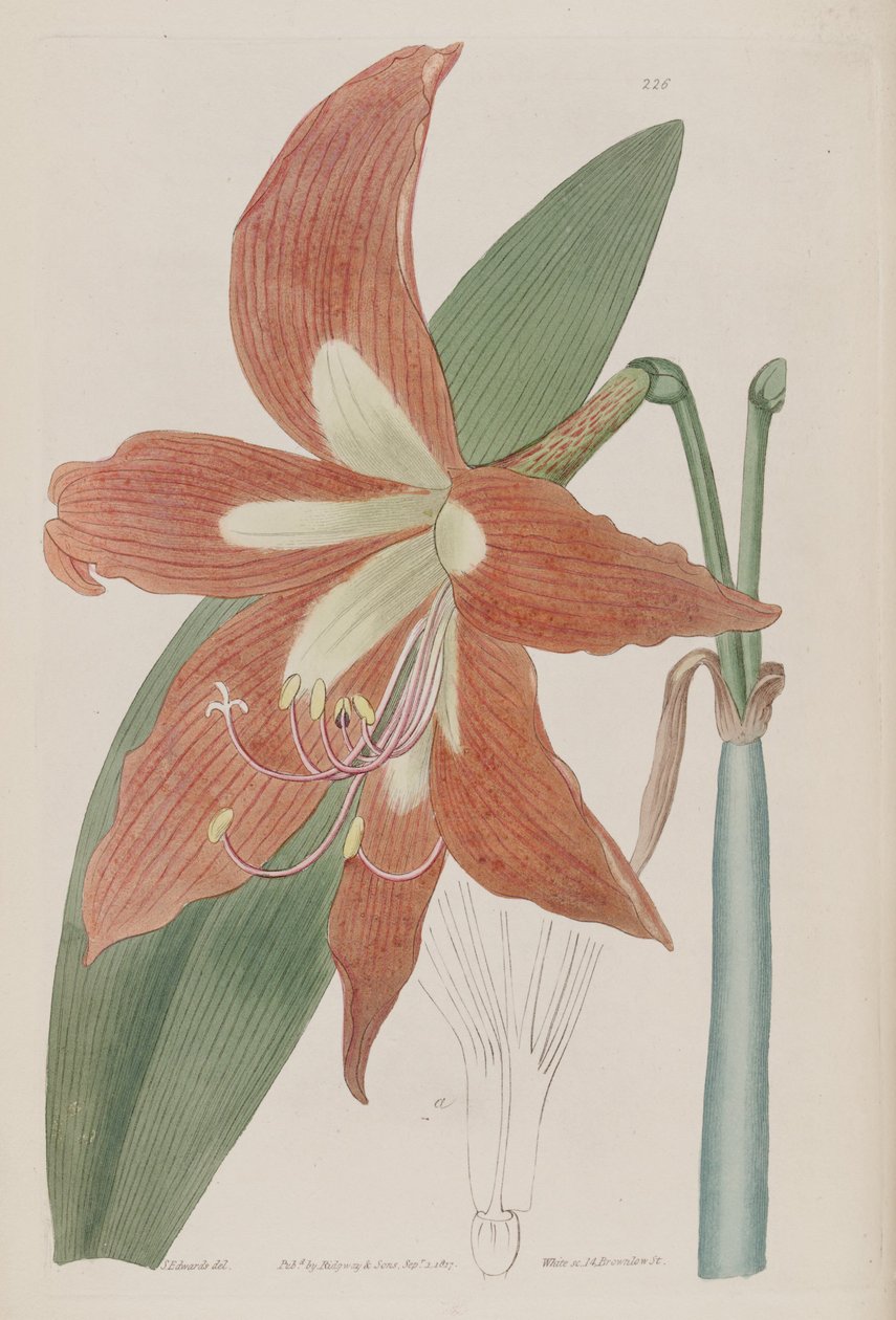 Hippeastrum striatum von Botanical Register
