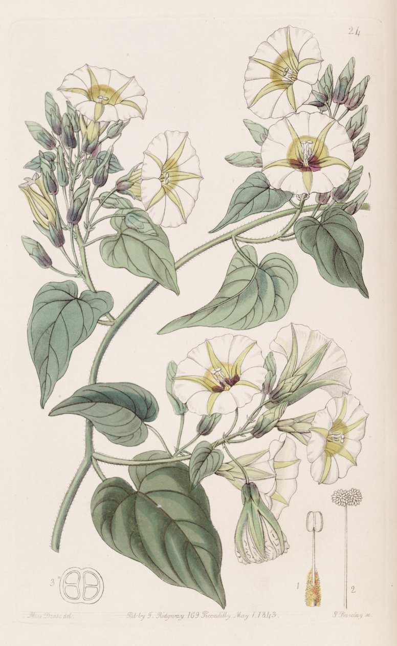 Merremia umbellata von Botanical Register