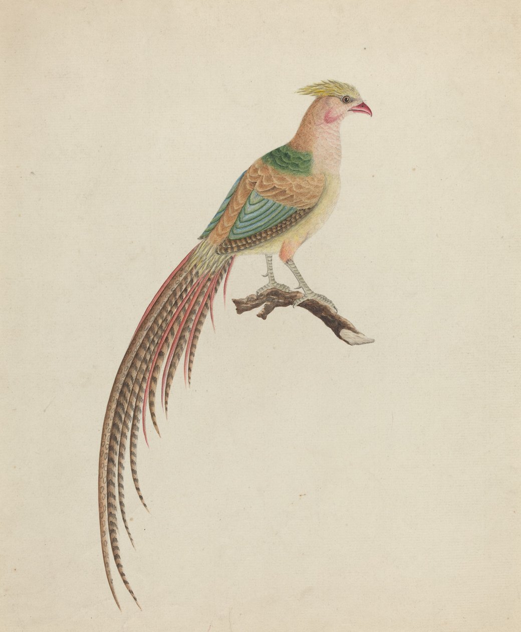 Goldfasan (Chrysolophus pictus) von British 18th Century