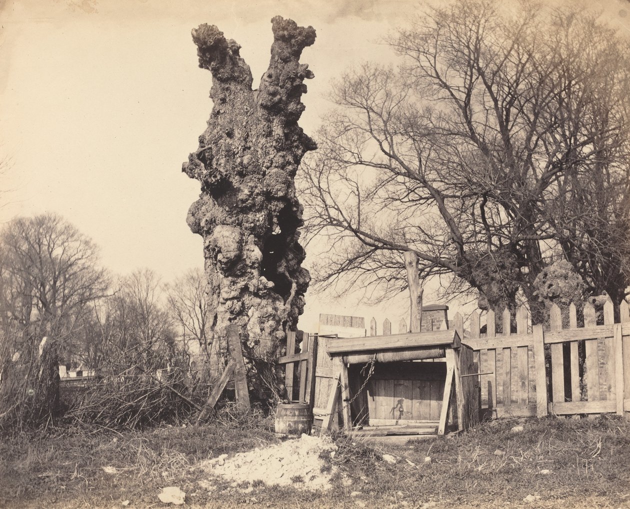 Alter Baum in der Nähe von Chatham von British 19th Century