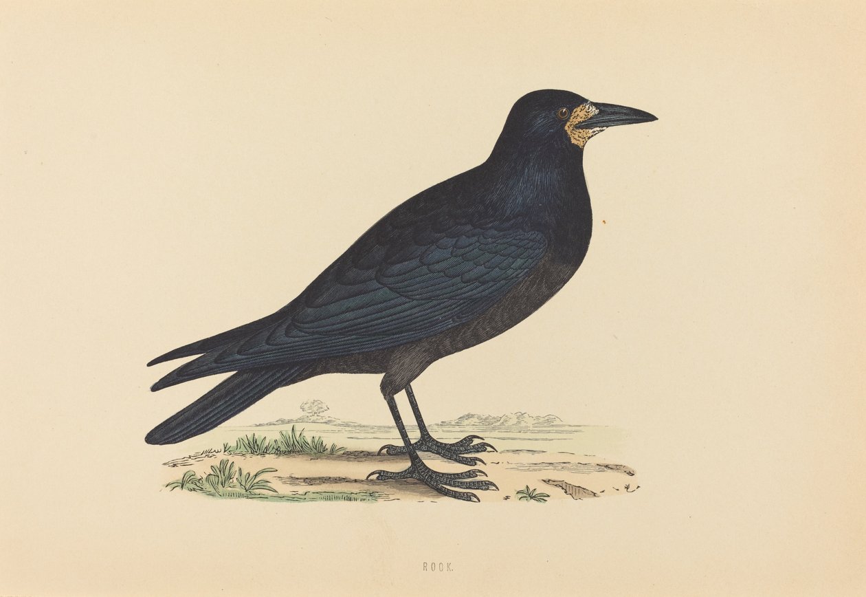 Saatkrähe von British 19th Century