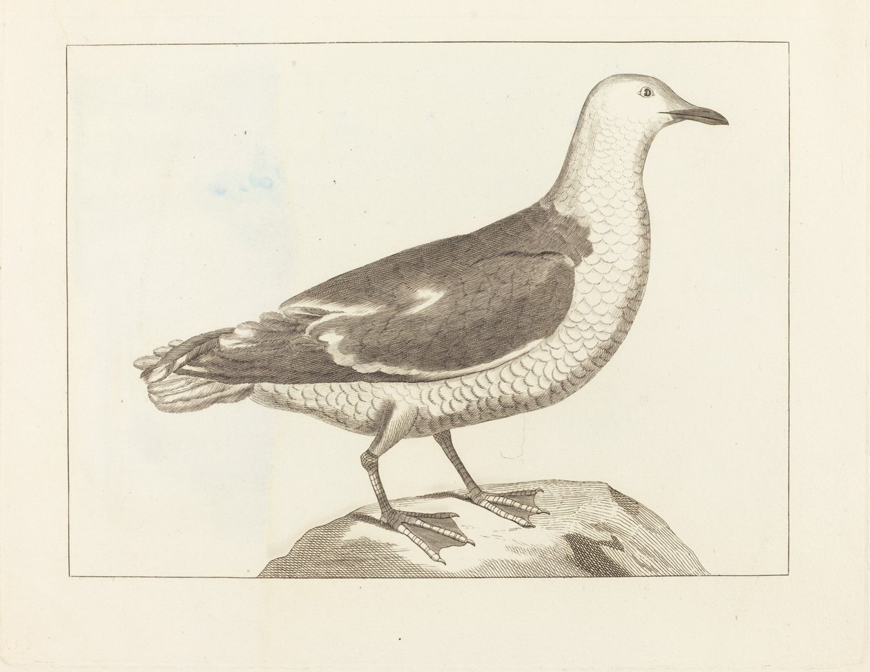 Wasservögel von British 19th Century